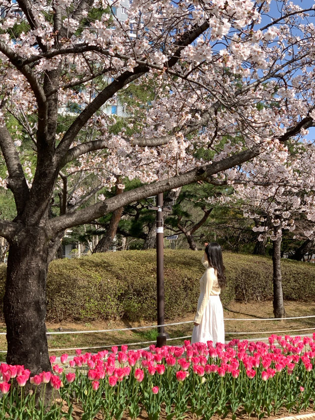 부산 근교 벚꽃 + 튤립 명소 김해 연지공원