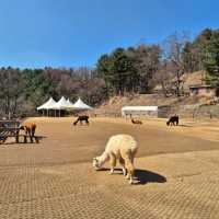 Alpaca World in Seoul