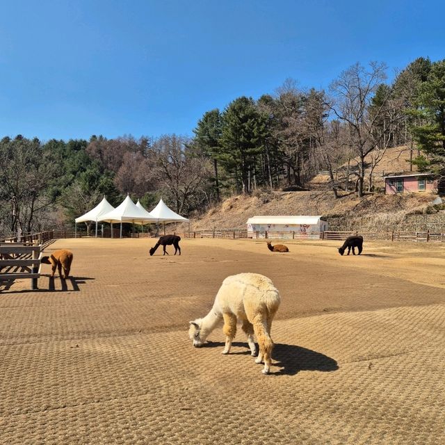 Alpaca World in Seoul