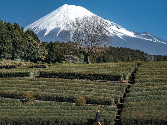 🇯🇵 วันเดียว เที่ยว 5 ทะเลสาบ รอบฟูจิ 🗻