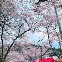 🌸ชมซากุระที่ถนนซากุระSugi no baba