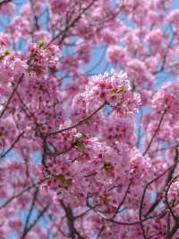 Shiori Park Sakura Viewing 🌸