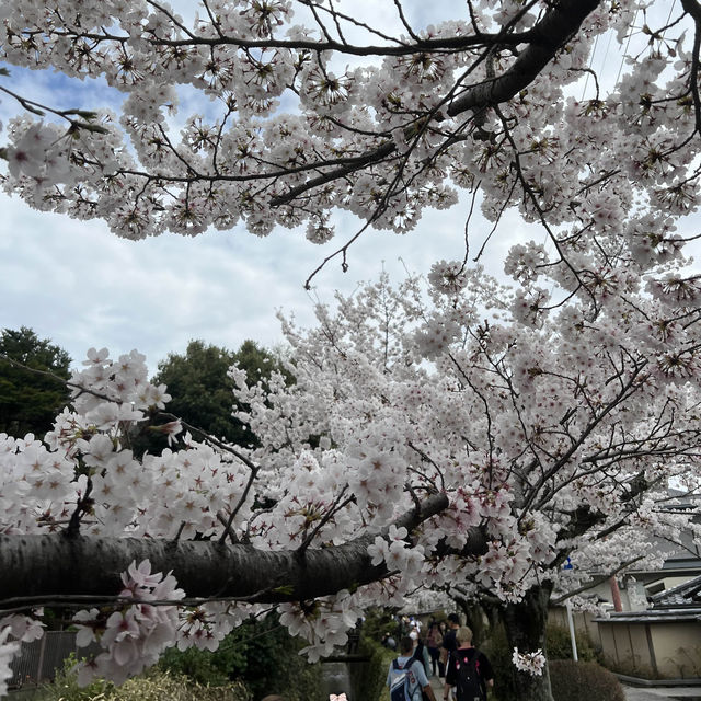 京都 哲學之道