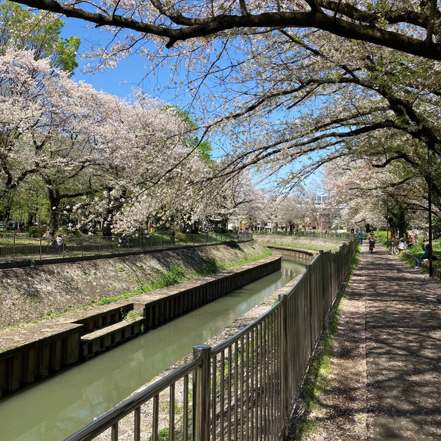 【杉並区の桜の名所★】善福寺川緑地