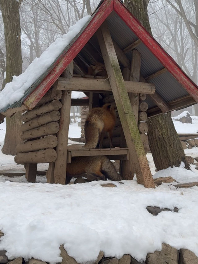 【宮城】100匹のキツネに会える!蔵王キツネ村🦊🌿日本