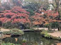 博多のオアシス　紅葉は楽水園🍁