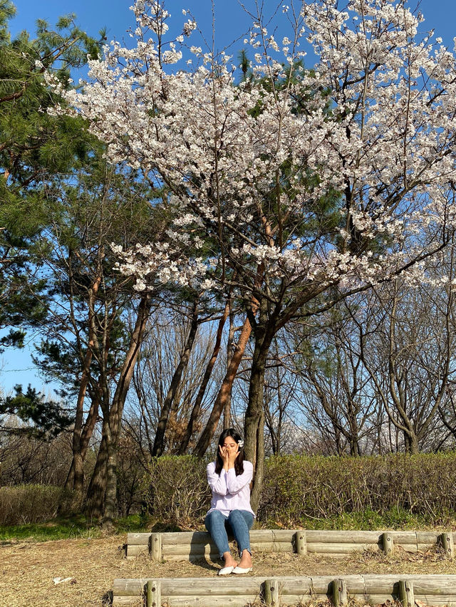 대전 벚꽃명소로 엑스포를 뺄 수 없죠!🌸💗
