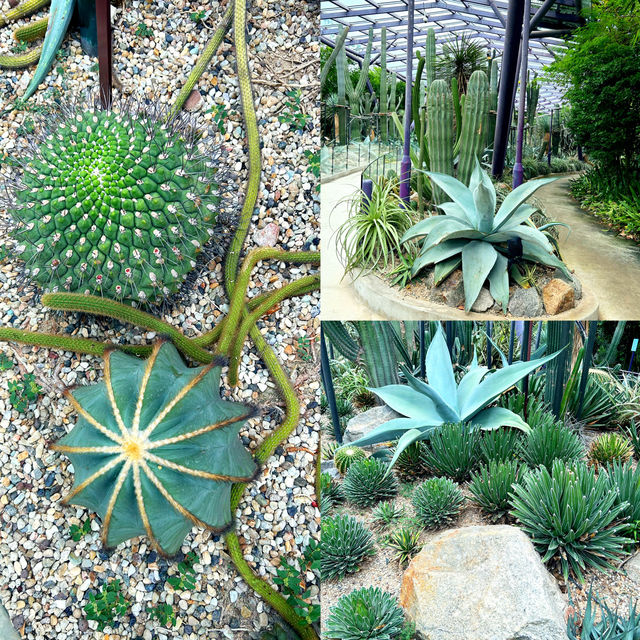 Cactus Valley in Garden By the Bay