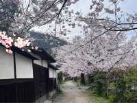 🌸「京都哲學之道，春天賞花好去處」🌸