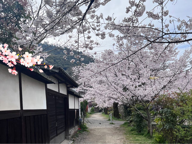 🌸「京都哲學之道，春天賞花好去處」🌸