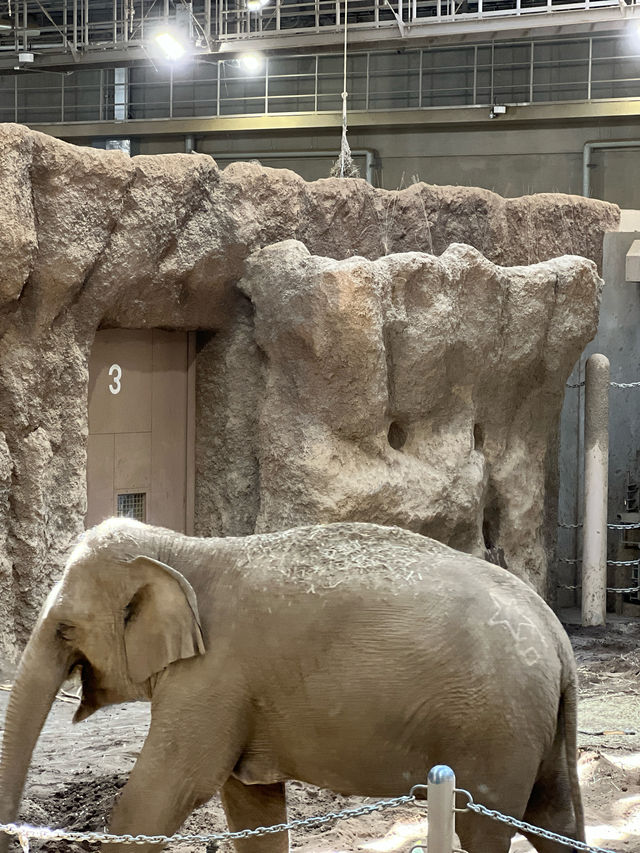 暢遊市區動物園🙉北海道圓山動物園🫶🏻
