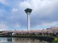 🌸【北海道函館】🌸五稜郭公園櫻花季，留下回憶