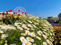 เที่ยวชมดอกไม้ ที่ Kariya Highway Oasis