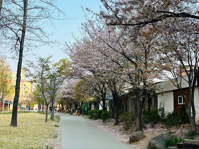 🌸「首爾書街：春天櫻花美景，適合閱讀和攝影」🌸