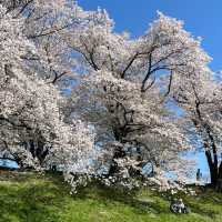 井原堤水邊公園：絢爛櫻花