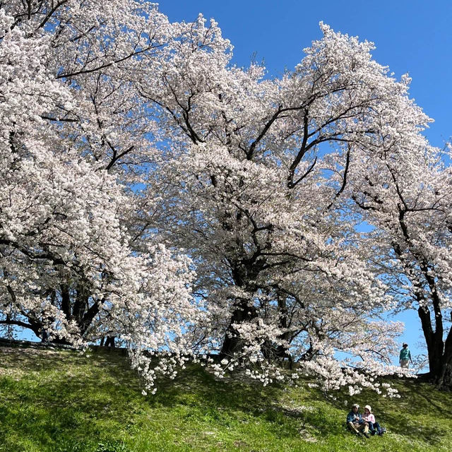 井原堤水邊公園：絢爛櫻花
