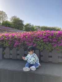 만개 임박🌸 군포 철쭉 축제