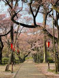 日本三代桜の名所🌸高遠のコヒガンザクラ🌸