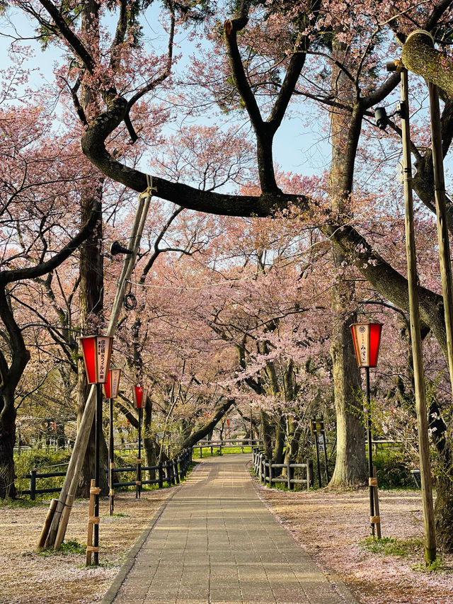日本三代桜の名所🌸高遠のコヒガンザクラ🌸