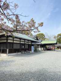 【2024桜】成長が楽しみ大阪豊國神社と醍醐の桜