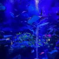 COEX商場內巨型水族館：海底奇景