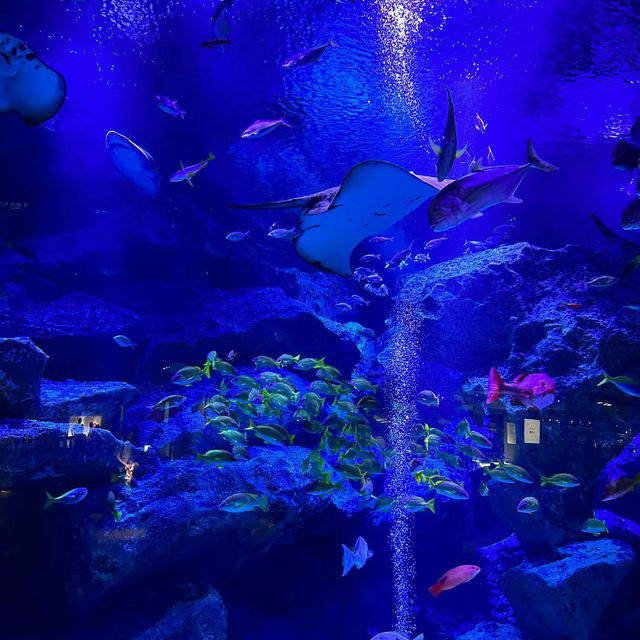 COEX商場內巨型水族館：海底奇景