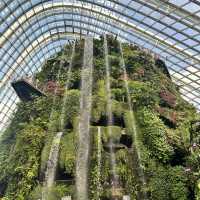 景點-新加坡🇸🇬三大植物園［濱海灣花園雲霧林、花穹、胡姬花園］