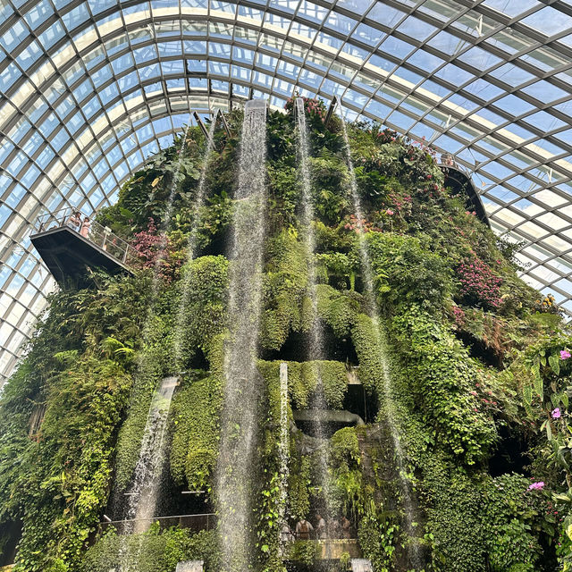 景點-新加坡🇸🇬三大植物園［濱海灣花園雲霧林、花穹、胡姬花園］