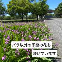 愛知県東海市　元浜公園のバラ園