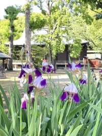 【久米川熊野神社/東京都】古き良きを感じる神社