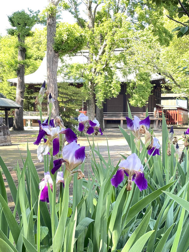 【久米川熊野神社/東京都】古き良きを感じる神社