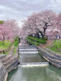 日本東京賞櫻必去之旅🌸