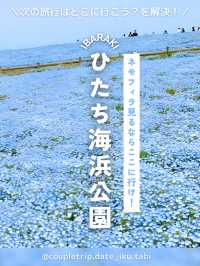 ネモフィラ見るならここに行け！ひたち海浜公園