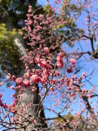 【京都観光】願い事がひとつ叶う｢ナデ牛｣のいる北野天満宮へ🌸