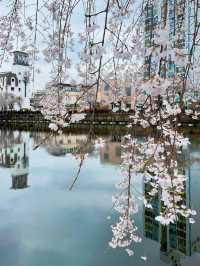 🌸동화 속 같은 몽글몽글한 벚꽃 커튼이 있는 이 곳🌸