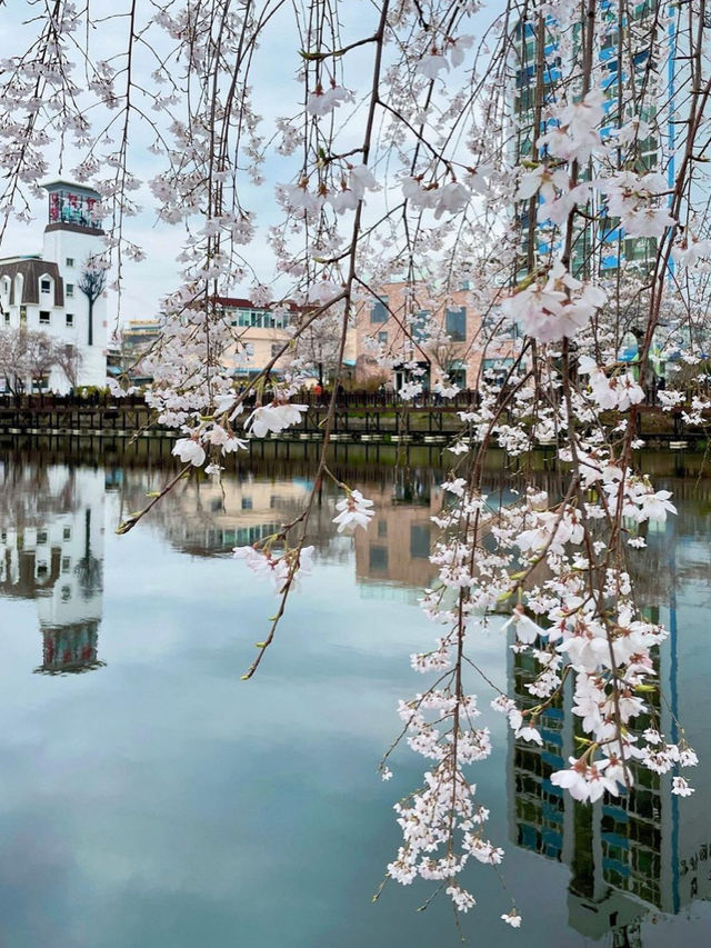 🌸동화 속 같은 몽글몽글한 벚꽃 커튼이 있는 이 곳🌸