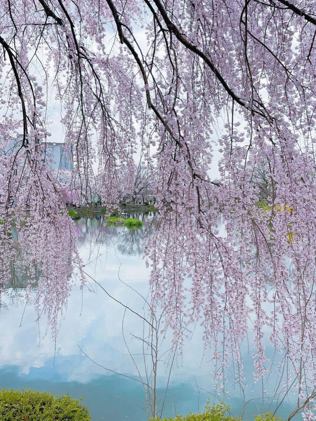 🌸동화 속 같은 몽글몽글한 벚꽃 커튼이 있는 이 곳🌸