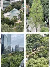 🌟 香港公園之美：太極園與360度鳥瞰角探秘 🏞