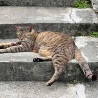 Houtong Cat Village หมู่บ้านแมวสุดน่ารัก