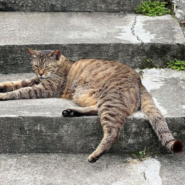 Houtong Cat Village หมู่บ้านแมวสุดน่ารัก