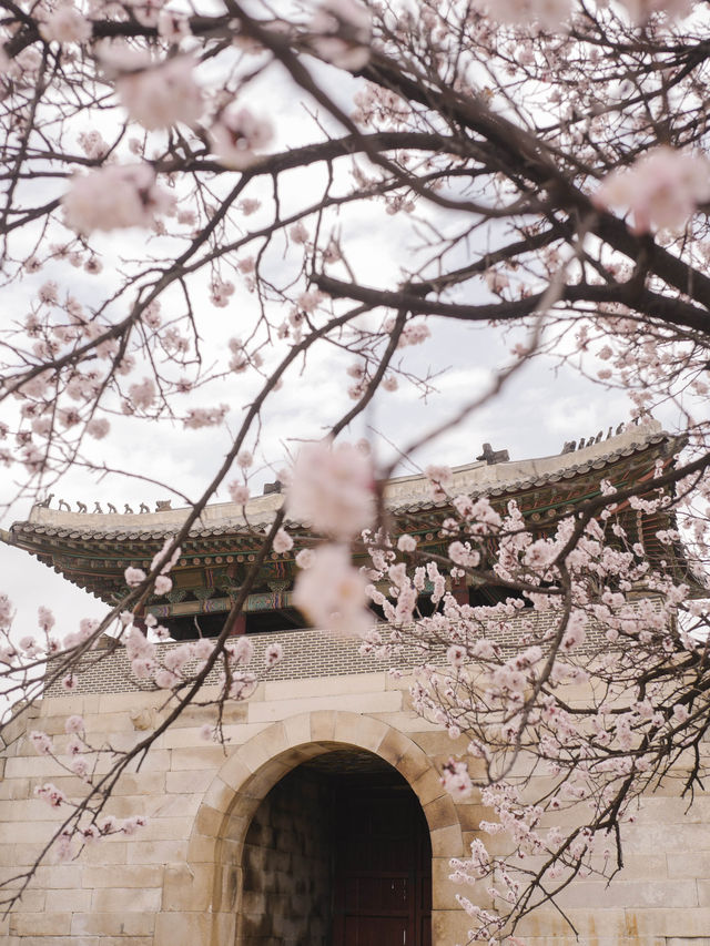 首爾🇰🇷櫻花季的景福宮太浪漫了🌸