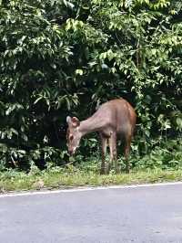 🚗 ตะลุบเที่ยวไทย น้ำตกเหวสุวัต