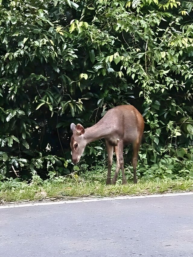 🚗 ตะลุบเที่ยวไทย น้ำตกเหวสุวัต