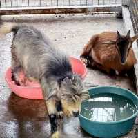 DESARU MINI ZOO
