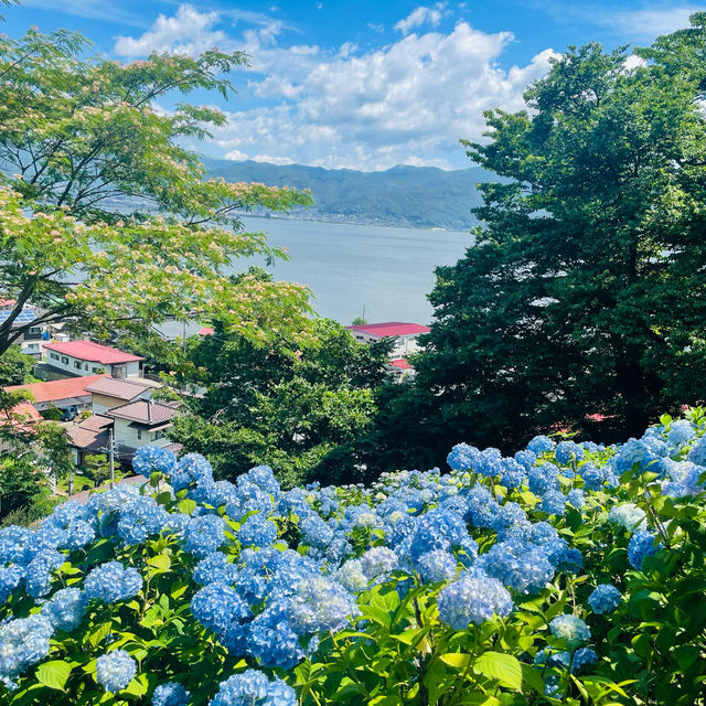 【長野県/岡谷市　色鮮やかな紫陽花が一面に広がる先には諏訪湖が見える絶景スポット✨】