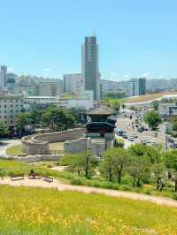 금계국 만개한 동대문 흥인지문 공원💛