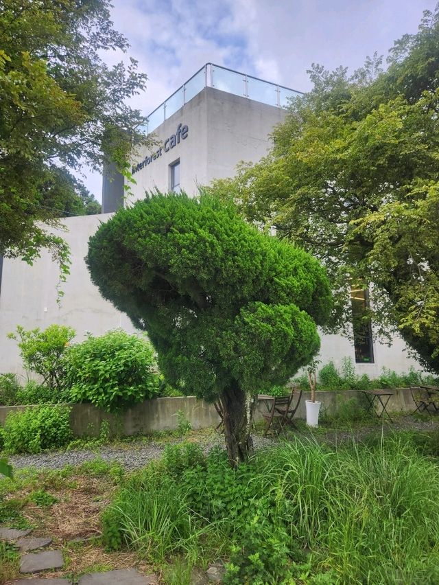 숲속에 있는 느낌 인터포레스트  카페❤️