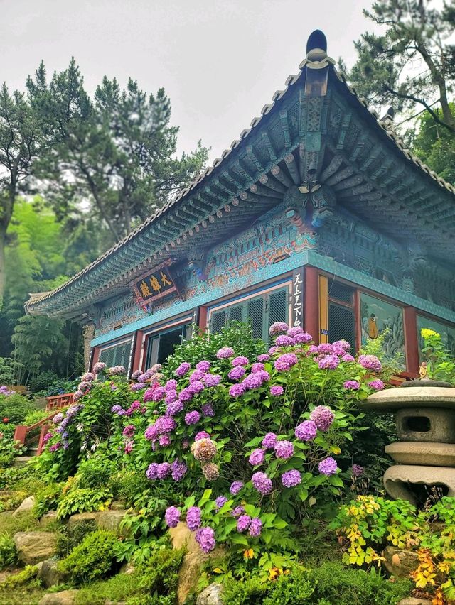 수국이 예쁘게 핀 영도사찰 송남사💜