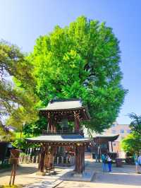 Takayama: A Journey through Time and Tradition
