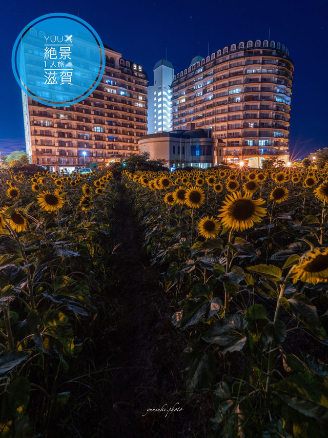 滋賀県一番のひまわり畑「品種キッズスマイル」12000本の🌻が咲き乱れています